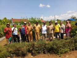 Demplot Soakonora Panen Tomat dan Semangka, Kadistan: Farmers Field Day Bangkitkan Semangat Petani Halut