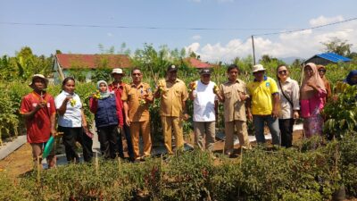 Demplot Soakonora Panen Tomat dan Semangka, Kadistan: Farmers Field Day Bangkitkan Semangat Petani Halut