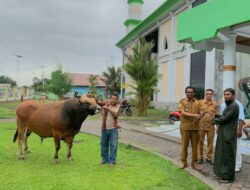 Wabup Kasman Serahkan Sapi Brahman 900 Kg Bantuan Presiden di Tobelo Utara