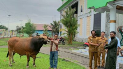 Wabup Kasman Serahkan Sapi Brahman 900 Kg Bantuan Presiden di Tobelo Utara