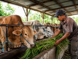 Sambut Idul Adha 1447 H, Pemkab Halut Salurkan 10 Sapi Qurban
