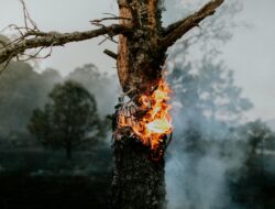 Kebakaran Hutan Terbaru 2024: Dampak, Penyebab, dan Upaya Penanggulangan yang Efektif