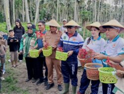 Gubernur Sherly Panen Perdana Cabai, Serahkan Bantuan untuk Petani Halut