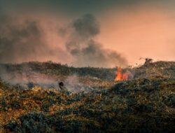Kebakaran Hutan Terbaru 2024: Fakta, Dampak, dan Upaya Penanggulangan Efektif untuk Selamatkan Lingkungan